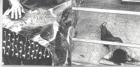 Image of sheet 19840480 photo 19: Ein arbeitsloser und betrunkener Desperado hält im Supermarkt «La Colonia» Plaza España, seine Siesta. Er schläft am Boden. Managua Nicaragua 1984 √ Schlafender Super markt market Einkaufszentrum Shop 
Unemployed desperado sleeps in supermarket 'La Coloñia'. super mercado mann schläft man sleeping
Out of: Der Traum von Solentiname The dream of Solentiname / El sueño de Solentiname page 51 
Out of: From time to time  / Von Zeit zu Zeit

Siesta at al Colonia supermarket, with mural by artist Leoncio Saenz in the background. 
Exhibition

gerahmt framed passepartout 37 x 52 cm